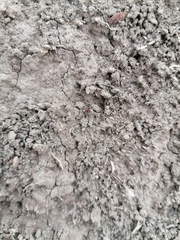 Pseudomyrmex gracilis