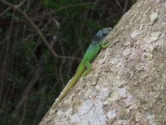 Anolis extremus