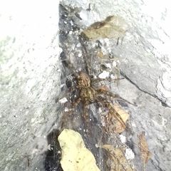 Tegenaria