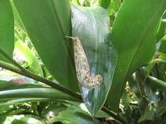 Veronicella sloanii