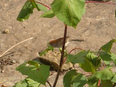 Sinosuthora alphonsiana