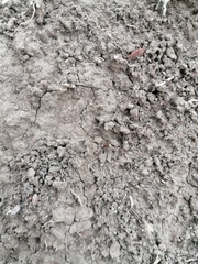 Pseudomyrmex gracilis