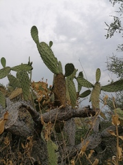 Opuntia lasiacantha