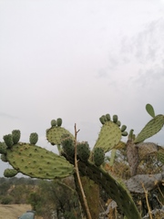 Opuntia lasiacantha