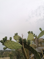 Opuntia lasiacantha