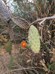 Opuntia lasiacantha