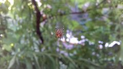 Araneus diadematus