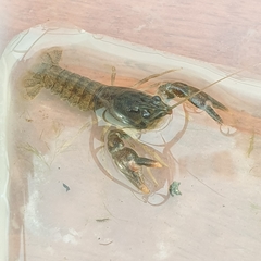 Pacifastacus leniusculus