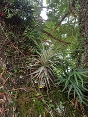Tillandsia gardneri