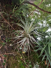 Tillandsia gardneri
