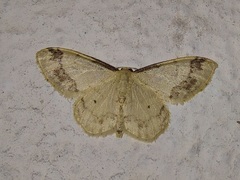 Idaea trigeminata