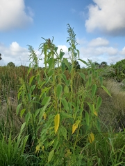 Amaranthus australis