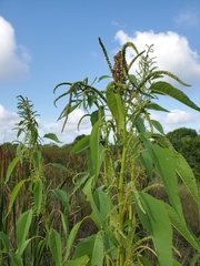 Amaranthus australis