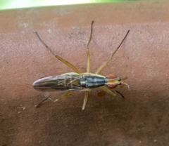 Glyphidops flavifrons