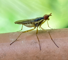 Glyphidops flavifrons