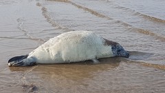 Halichoerus grypus grypus