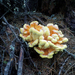 Laetiporus montanus - Photo (c) Elia Guariento, some rights reserved (CC BY-NC-ND), uploaded by Elia Guariento