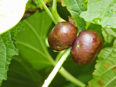 Dioscorea sansibarensis