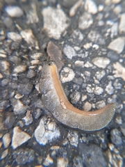 Belocaulus angustipes