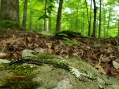 Plethodon caddoensis