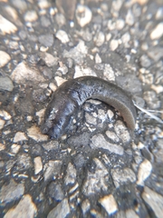 Belocaulus angustipes