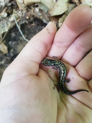 Plethodon caddoensis