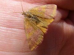 Lythria cruentaria