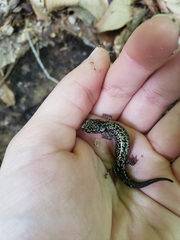 Plethodon caddoensis