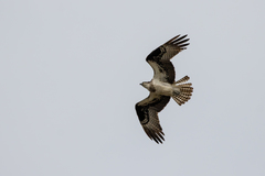 Pandion haliaetus