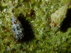 Pagurus brevidactylus