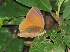 Faunis canens arcesilas