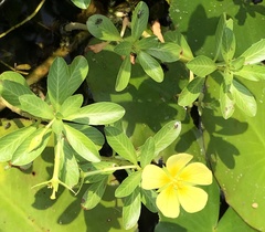Ludwigia taiwanensis