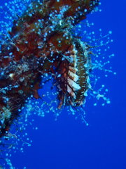 Spondylus americanus