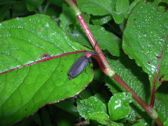 Pyrocoelia formosana