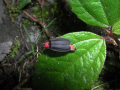 Pyrocoelia formosana