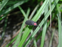 Pyrocoelia formosana