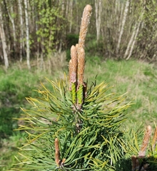 Pinus sylvestris