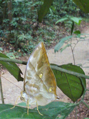 Zeuxidia amethystus amethystus