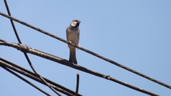Passer domesticus