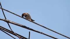 Passer domesticus