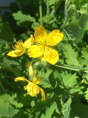 Chelidonium