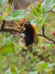 Bombus hypnorum