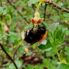 Bombus hypnorum