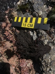 Callithamnion pikeanum