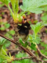 Bombus hypnorum
