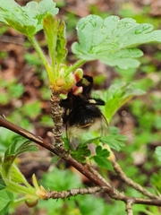 Bombus hypnorum