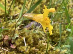 Erythranthe microphylla