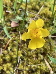 Erythranthe microphylla
