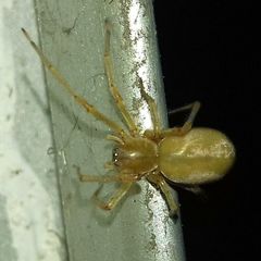 Cheiracanthium