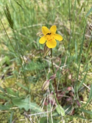 Erythranthe microphylla